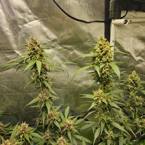 Purple Lemonade Autos growlog timeline photo