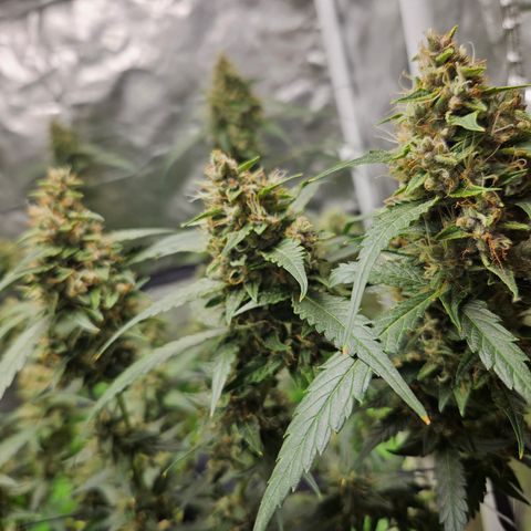 Purple Lemonade Autos growlog timeline photo