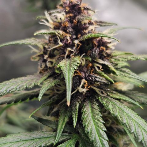 Purple Lemonade Autos growlog timeline photo