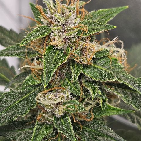 Purple Lemonade Autos growlog timeline photo