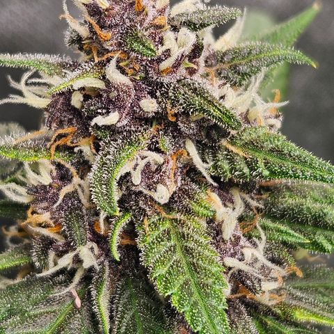 Purple Lemonade Autos growlog timeline photo
