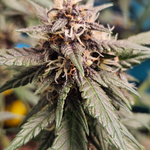 Purple Lemonade Autos growlog timeline photo