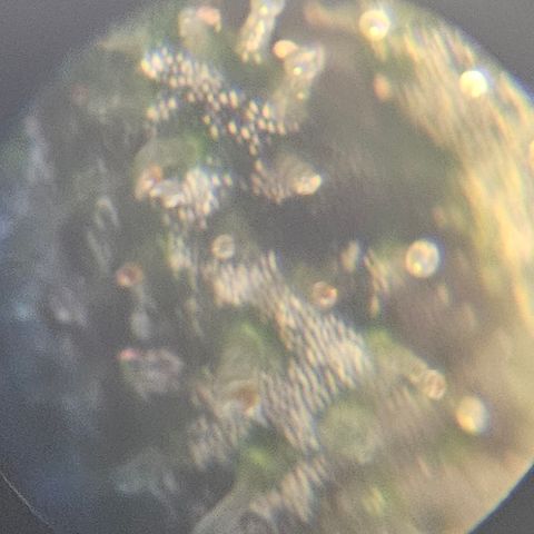 Purple Lemonade Autos growlog timeline photo