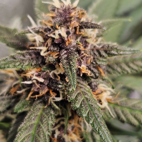 Purple Lemonade Autos growlog timeline photo