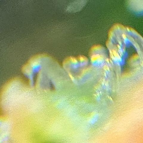 Purple Lemonade Autos growlog timeline photo