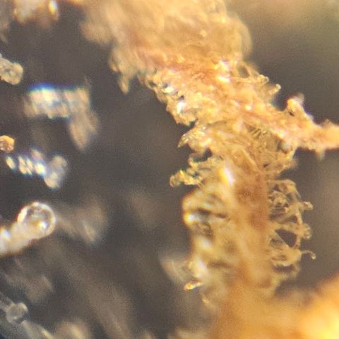 Purple Lemonade Autos growlog timeline photo