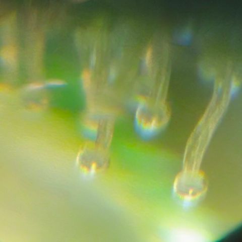 Purple Lemonade Autos growlog timeline photo