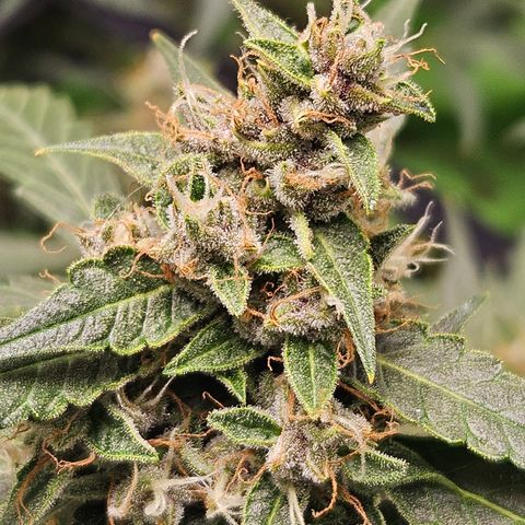 Purple Lemonade Autos growlog timeline photo