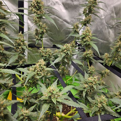 Purple Lemonade Autos growlog timeline photo