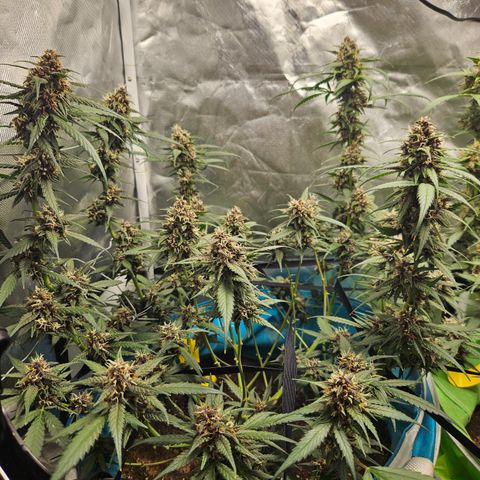 Purple Lemonade Autos growlog timeline photo