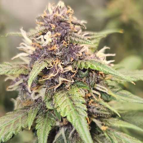 Purple Lemonade Autos growlog photo: The right one is getting more and more purple! It's easier to see with the naked eye. I believe the right one will be done around day 70. She has a chronic smell with a citrus sweet like hint. The left girl though, she is taking her time. She will probably go to day 75-80. She has plenty of clear trichomes. And her look😍🤩 so tasty. Her smell has an aroma of fruit loops. So excited for her! But her sister looks just as tasty in her own way as well. It will be interesting to taste the different genetics of the same strain. 