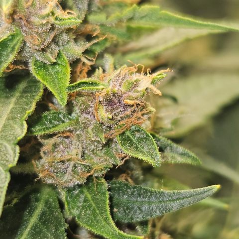 Purple Lemonade Autos growlog photo: The right one is getting more and more purple! It's easier to see with the naked eye. I believe the right one will be done around day 70. She has a chronic smell with a citrus sweet like hint. The left girl though, she is taking her time. She will probably go to day 75-80. She has plenty of clear trichomes. And her look😍🤩 so tasty. Her smell has an aroma of fruit loops. So excited for her! But her sister looks just as tasty in her own way as well. It will be interesting to taste the different genetics of the same strain. 
