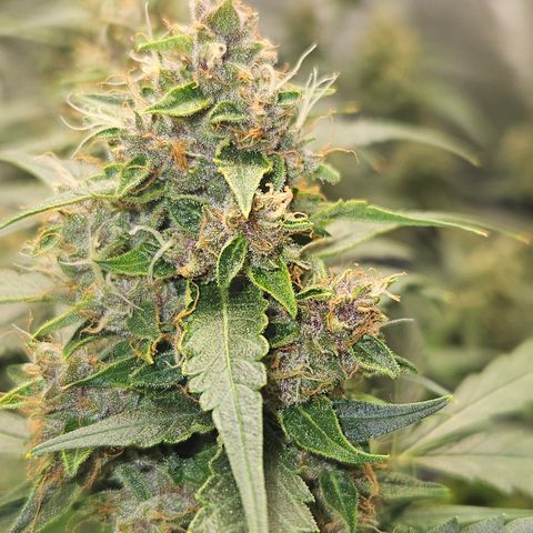 Purple Lemonade Autos growlog photo: The right one is getting more and more purple! It's easier to see with the naked eye. I believe the right one will be done around day 70. She has a chronic smell with a citrus sweet like hint. The left girl though, she is taking her time. She will probably go to day 75-80. She has plenty of clear trichomes. And her look😍🤩 so tasty. Her smell has an aroma of fruit loops. So excited for her! But her sister looks just as tasty in her own way as well. It will be interesting to taste the different genetics of the same strain. 