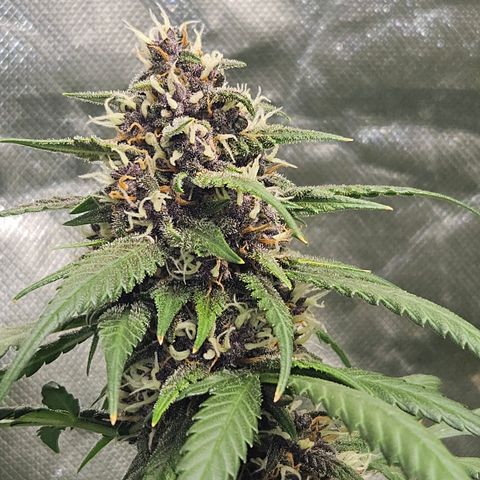 Purple Lemonade Autos growlog photo: The right one is getting more and more purple! It's easier to see with the naked eye. I believe the right one will be done around day 70. She has a chronic smell with a citrus sweet like hint. The left girl though, she is taking her time. She will probably go to day 75-80. She has plenty of clear trichomes. And her look😍🤩 so tasty. Her smell has an aroma of fruit loops. So excited for her! But her sister looks just as tasty in her own way as well. It will be interesting to taste the different genetics of the same strain. 