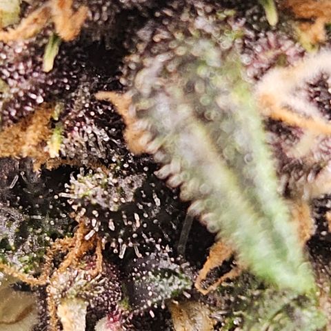 Purple Lemonade Autos growlog timeline photo