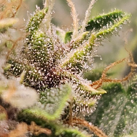 Purple Lemonade Autos growlog timeline photo