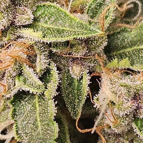 Purple Lemonade Autos growlog timeline photo