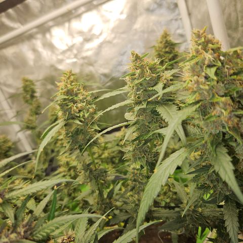 Purple Lemonade Autos growlog timeline photo