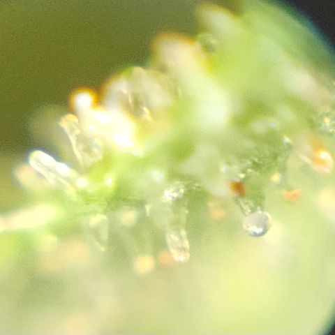 Purple Lemonade Autos growlog timeline photo