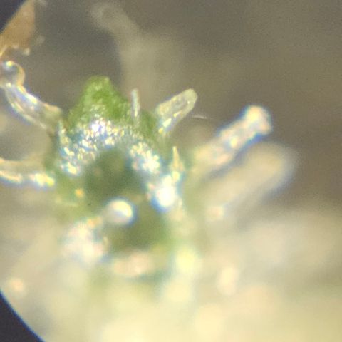 Purple Lemonade Autos growlog timeline photo