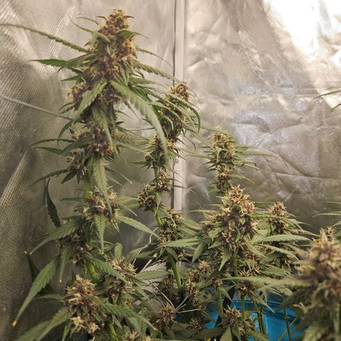 Purple Lemonade Autos growlog timeline photo
