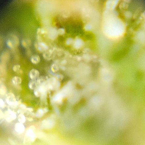 Purple Lemonade Autos growlog timeline photo