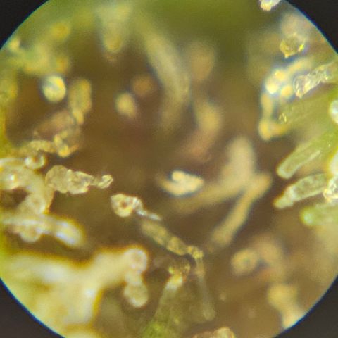 Purple Lemonade Autos growlog timeline photo