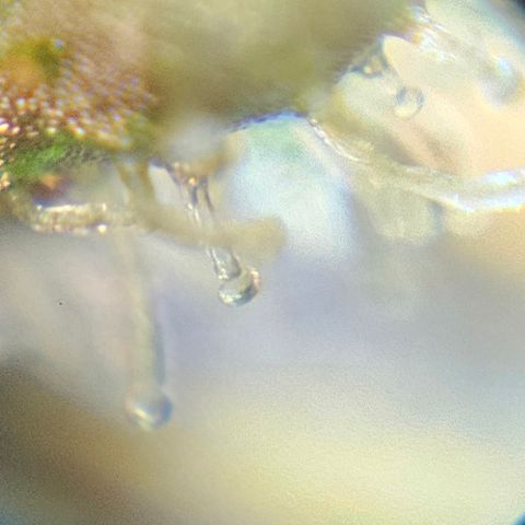 Purple Lemonade Autos growlog timeline photo