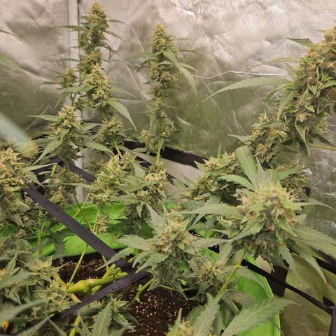 Purple Lemonade Autos growlog timeline photo