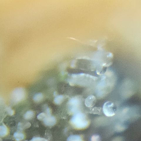 Purple Lemonade Autos growlog timeline photo
