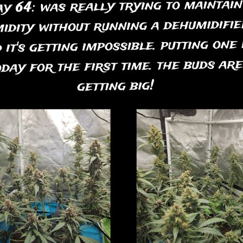 Purple Lemonade Autos growlog timeline photo