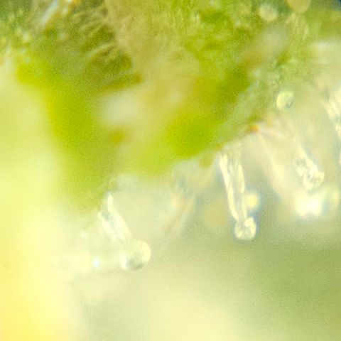 Purple Lemonade Autos growlog timeline photo