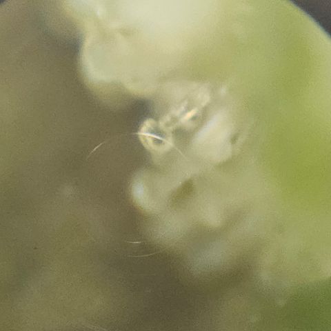 Purple Lemonade Autos growlog timeline photo