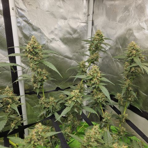 Purple Lemonade Autos growlog timeline photo