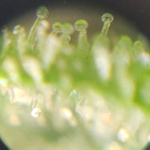 Purple Lemonade Autos growlog timeline photo
