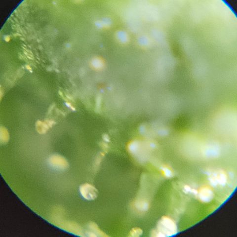 Purple Lemonade Autos growlog timeline photo
