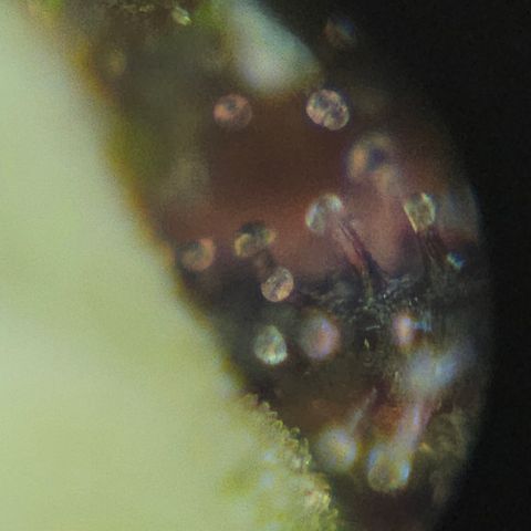Purple Lemonade Autos growlog timeline photo