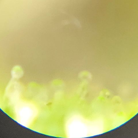 Purple Lemonade Autos growlog timeline photo