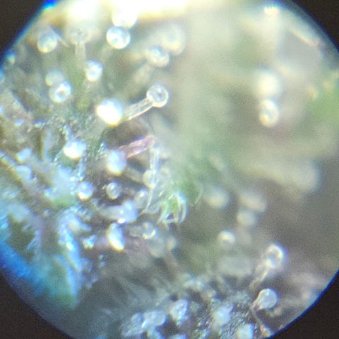 Purple Lemonade Autos growlog timeline photo