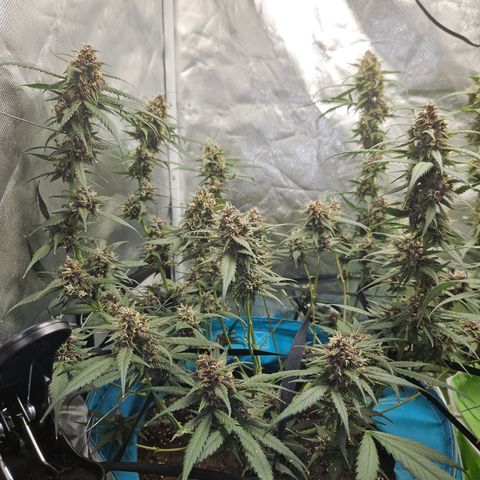 Purple Lemonade Autos growlog timeline photo