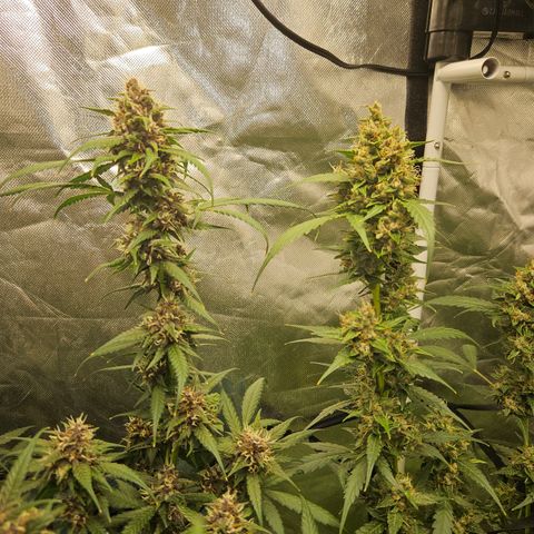 Purple Lemonade Autos growlog timeline photo