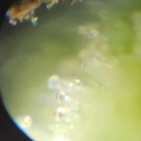 Purple Lemonade Autos growlog timeline photo