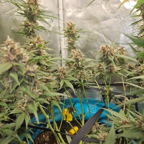 Purple Lemonade Autos growlog timeline photo