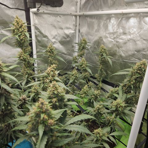 Purple Lemonade Autos growlog timeline photo
