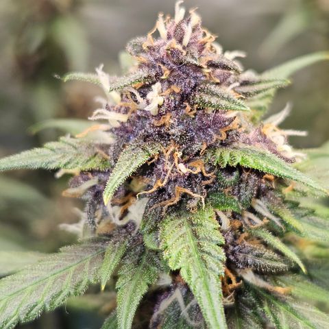 Purple Lemonade Autos growlog timeline photo