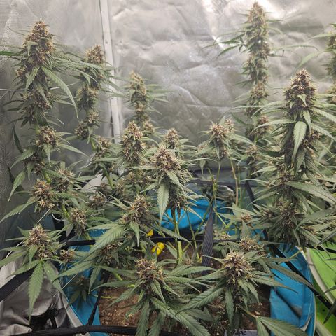 Purple Lemonade Autos growlog timeline photo
