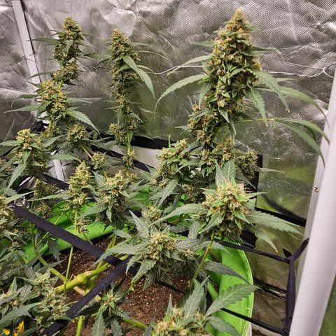 Purple Lemonade Autos growlog timeline photo