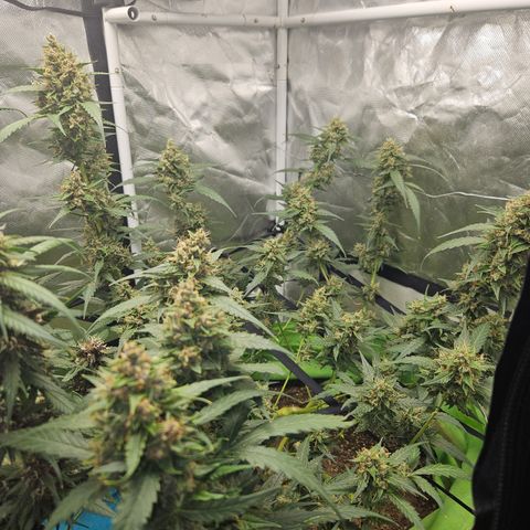 Purple Lemonade Autos growlog timeline photo