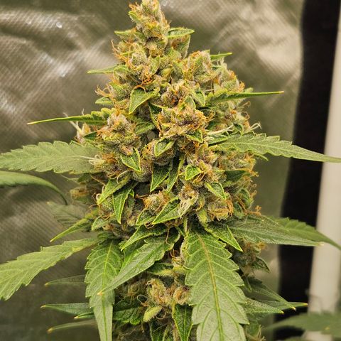 Purple Lemonade Autos growlog timeline photo
