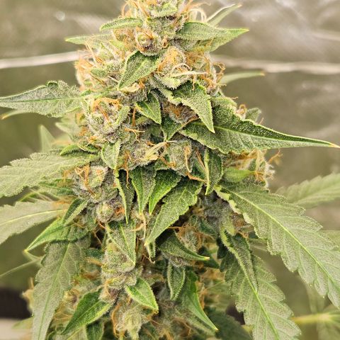 Purple Lemonade Autos growlog timeline photo